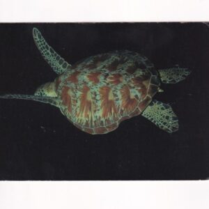 RAFA KORALOWA ŻÓŁW MORSKI POCZTÓWKA  A40779