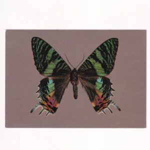 MOTYL ŚLICZNOTKA MADAGASKARSKA POCZTÓWKA GRAF-5435