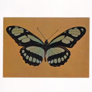 MOTYL Z RODZAJU PHILAETHRIA DIDO POCZTÓWKA GRAF-5437