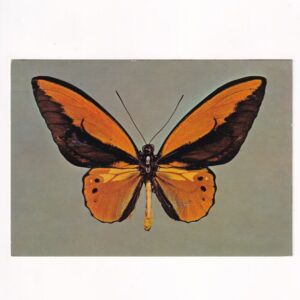 MOTYL Z GATUNKU ORNITHOPTERA CROESUS POCZTÓWKA GRAF-5438