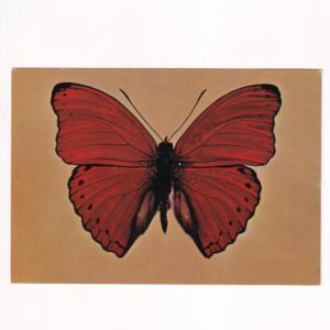 MOTYL Z GATUNKU CYMOTHE SANGARIS POCZTÓWKA GRAF-5439
